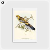 アートポストカード-Yellow-rumped Parakeet
 - オーストラリアの鳥 Postcard.