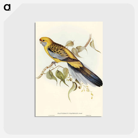 アートポストカード-Yellow-rumped Parakeet
 - オーストラリアの鳥 Postcard.