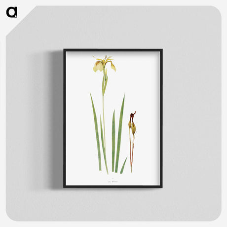 1-29_The-Genus-Iris_blk-crop
