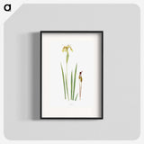 1-29_The-Genus-Iris_blk
