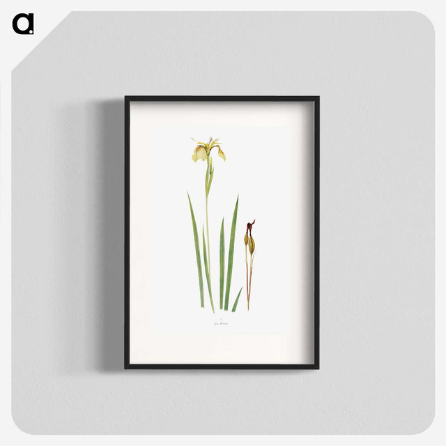 1-29_The-Genus-Iris_blk