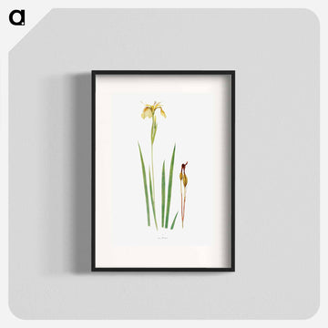 Iris Wilsoni from The Genus Iris
 - アヤメ属 Poster.