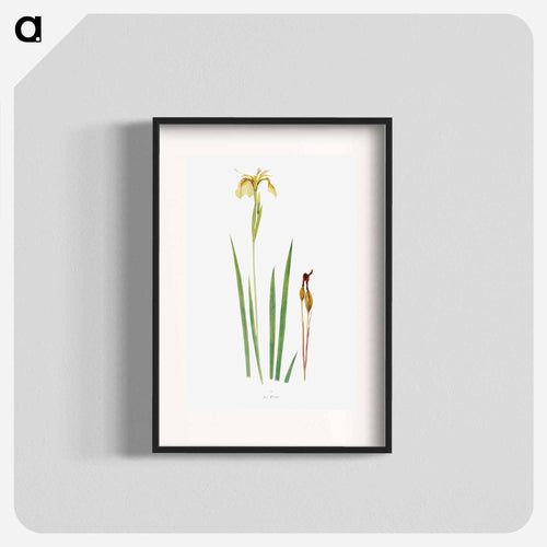 Iris Wilsoni from The Genus Iris
 - アヤメ属 Poster.