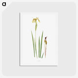 1-29_The-Genus-Iris_hagaki