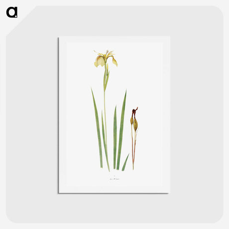 1-29_The-Genus-Iris_hagaki