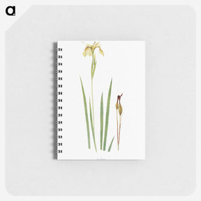 1-29_The-Genus-Iris_memo