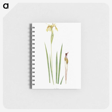 1-29_The-Genus-Iris_memo