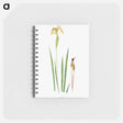 アートメモ帳-Iris Wilsoni from The Genus Iris
 - アヤメ属 Memo.