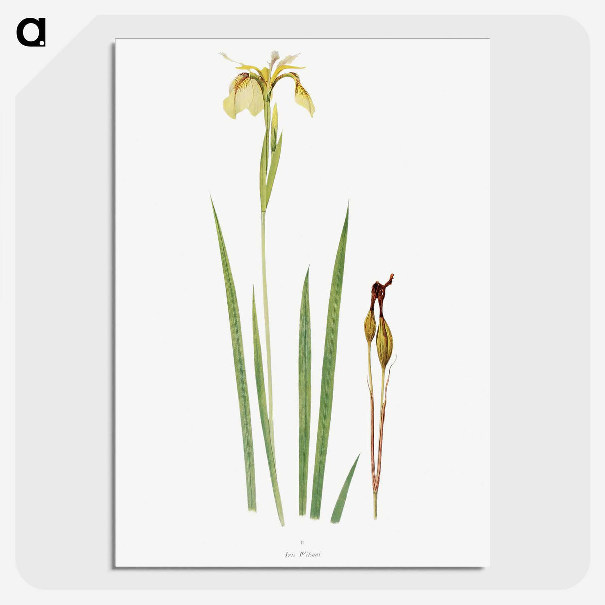 1-29_The-Genus-Iris_picture-crop
