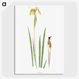 1-29_The-Genus-Iris_picture-crop