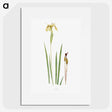 1-29_The-Genus-Iris_picture