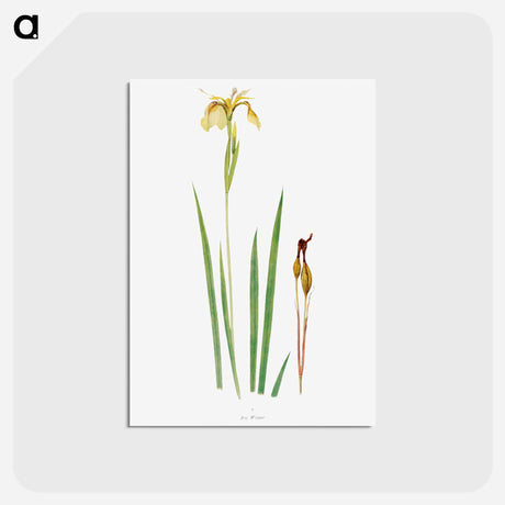 アートポストカード-Iris Wilsoni from The Genus Iris
 - アヤメ属 Postcard.
