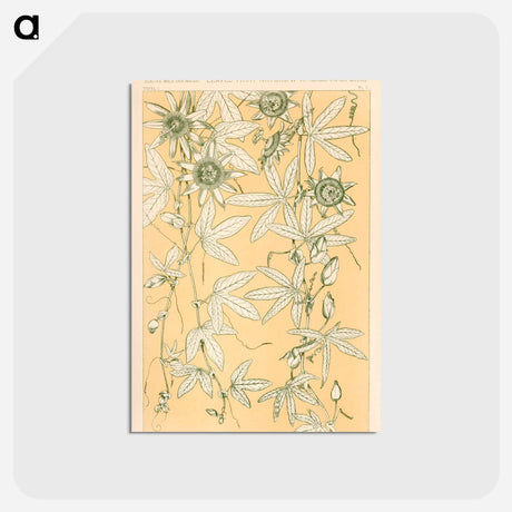 アートポストカード-Nineteenth-Century Ornament
 - 装飾の文法 Postcard.