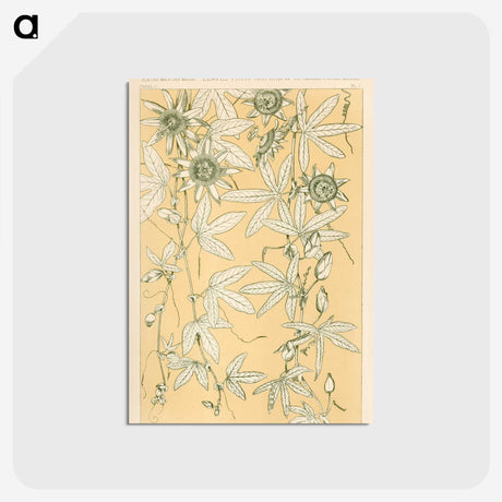 1-29_The-Grammar-of-Ornament_postcard