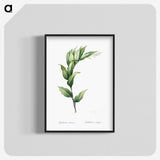 1-29_The-Lilies_blk-crop
