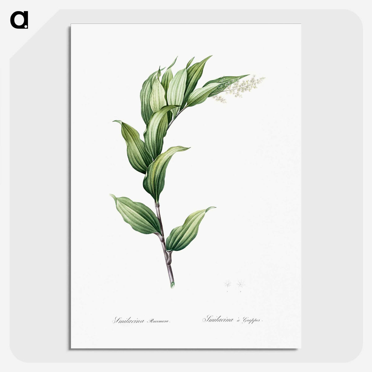 1-29_The-Lilies_picture-crop