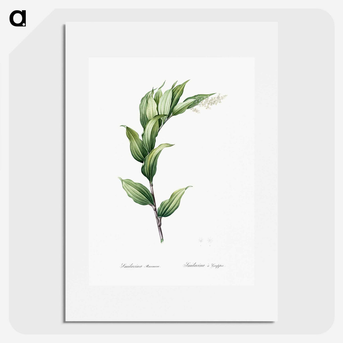 1-29_The-Lilies_picture