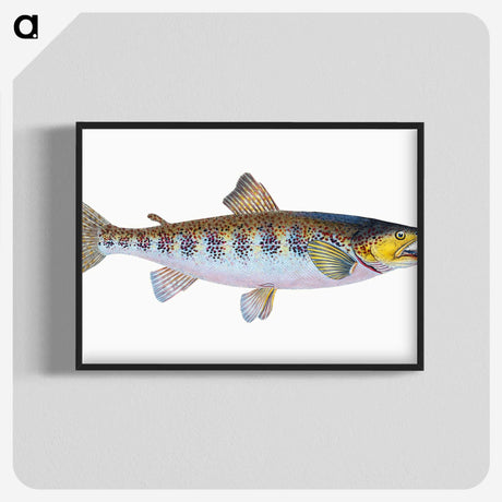 1-29_The-Natural-History-of-British-Fishes_blk-crop