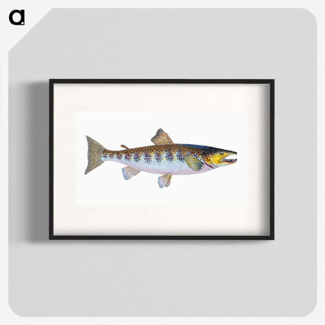 1-29_The-Natural-History-of-British-Fishes_blk