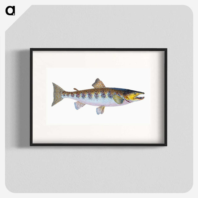 1-29_The-Natural-History-of-British-Fishes_blk