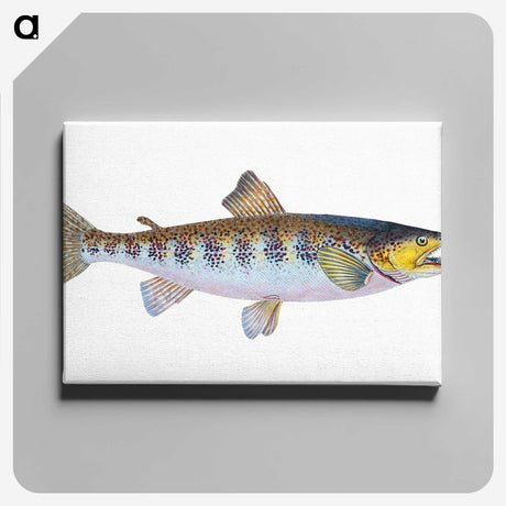 1-29_The-Natural-History-of-British-Fishes_canvas