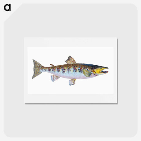 1-29_The-Natural-History-of-British-Fishes_hagaki
