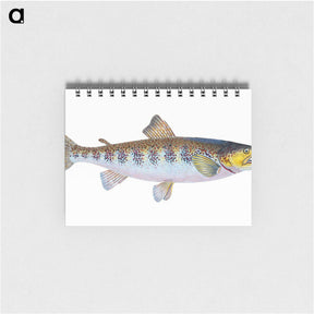 1-29_The-Natural-History-of-British-Fishes_memo