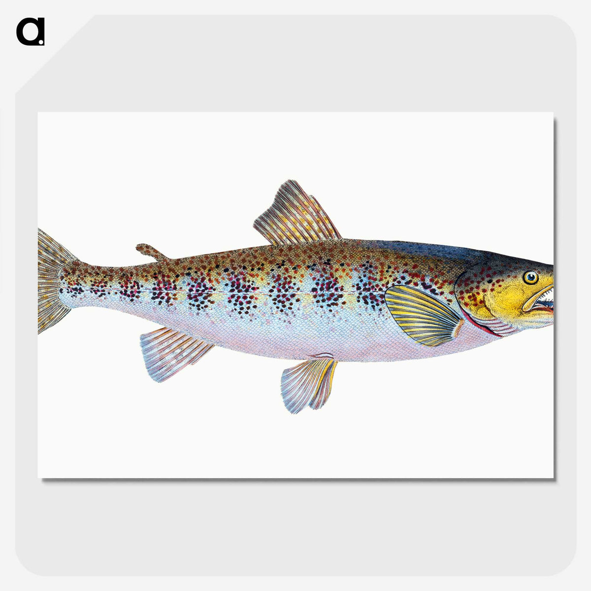 1-29_The-Natural-History-of-British-Fishes_picture-crop