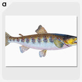 1-29_The-Natural-History-of-British-Fishes_picture-crop