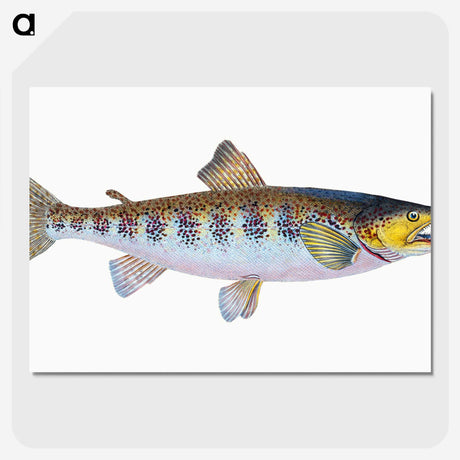 1-29_The-Natural-History-of-British-Fishes_picture-crop
