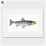1-29_The-Natural-History-of-British-Fishes_picture