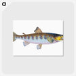 1-29_The-Natural-History-of-British-Fishes_postcard