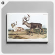 1-29_The-Viviparous-Quadrupeds_canvas