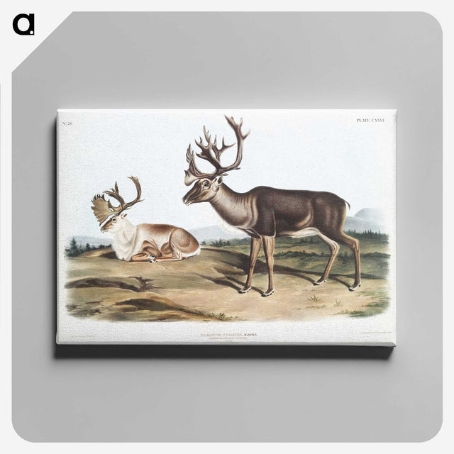 1-29_The-Viviparous-Quadrupeds_canvas