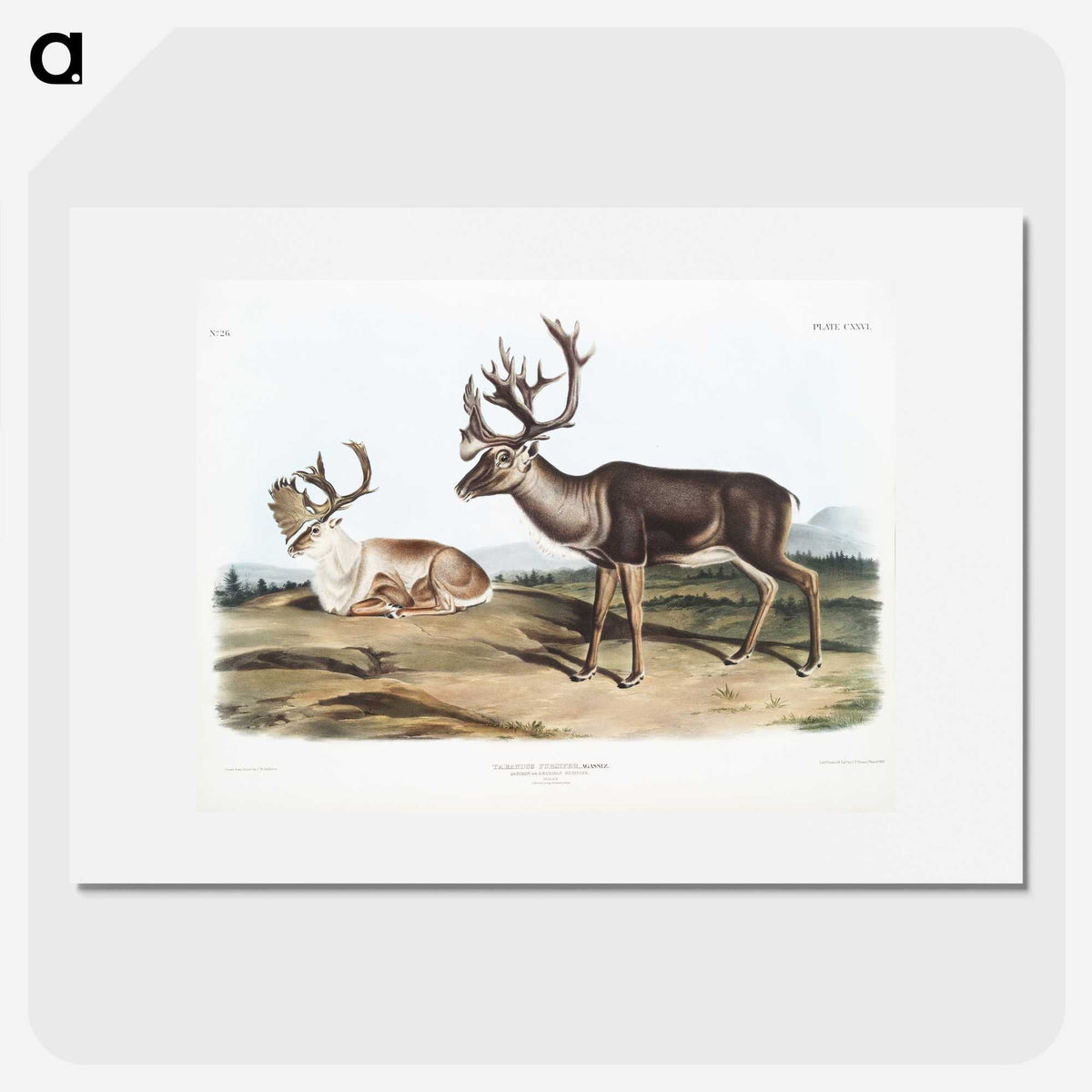 1-29_The-Viviparous-Quadrupeds_picture