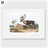 1-29_The-Viviparous-Quadrupeds_picture