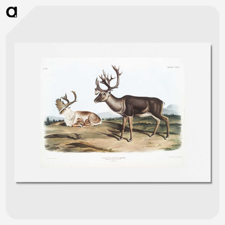 1-29_The-Viviparous-Quadrupeds_picture