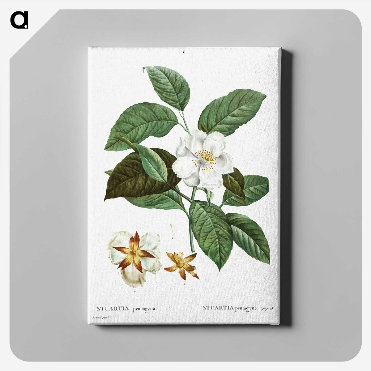 1-29_Treatise-on-Trees-and-Shrubs_canvas