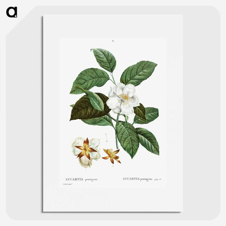 1-29_Treatise-on-Trees-and-Shrubs_picture