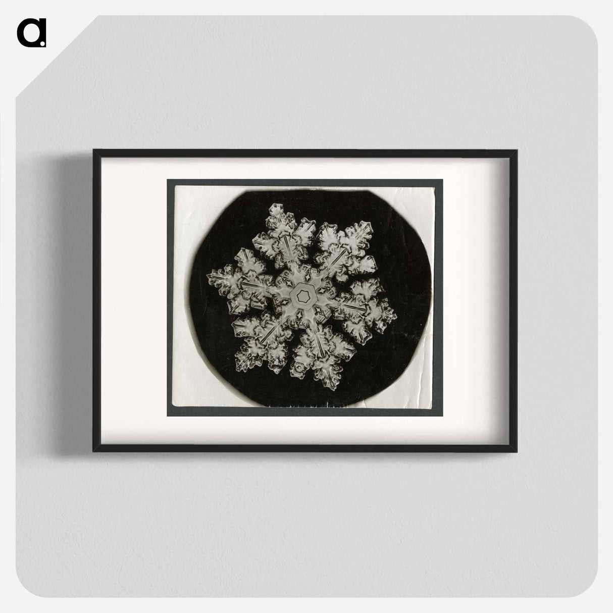 Wilson Bentley Photomicrograph of Stellar Snowflake No. 1099 - ウィルソン ベントレー Poster.