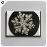 Wilson Bentley Photomicrograph of Stellar Snowflake No. 1099 - ウィルソン ベントレー Canvas.