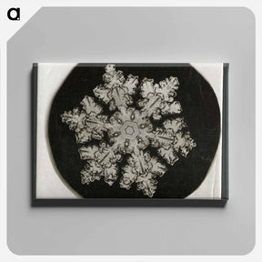 アートパネル-Wilson Bentley Photomicrograph of Stellar Snowflake No. 1099 - ウィルソン ベントレー Canvas.