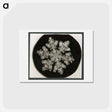 アートポストカード-Wilson Bentley Photomicrograph of Stellar Snowflake No. 1099 - ウィルソン ベントレー Postcard.