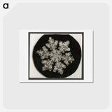 アートポストカード-Wilson Bentley Photomicrograph of Stellar Snowflake No. 1099 - ウィルソン ベントレー Postcard.