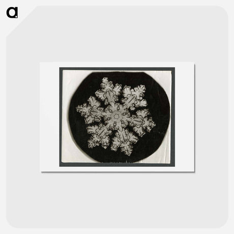 アートポストカード-Wilson Bentley Photomicrograph of Stellar Snowflake No. 1099 - ウィルソン ベントレー Postcard.