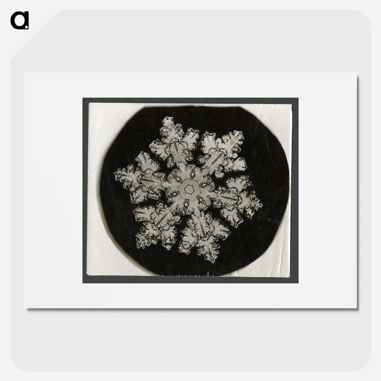 Wilson Bentley Photomicrograph of Stellar Snowflake No. 1099 - ウィルソン ベントレー Poster.