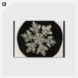 アートポストカード-Wilson Bentley Photomicrograph of Stellar Snowflake No. 1099 - ウィルソン ベントレー Postcard.