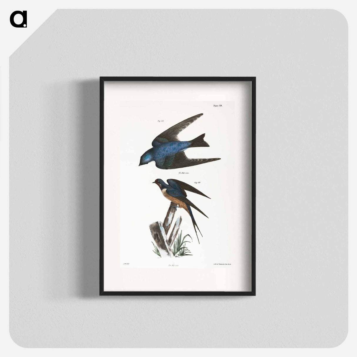 The White-bellied Swallow (Hirundo bicolor) - ニューヨークの動物学 Poster.