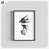 The White-bellied Swallow (Hirundo bicolor) - ニューヨークの動物学 Poster.