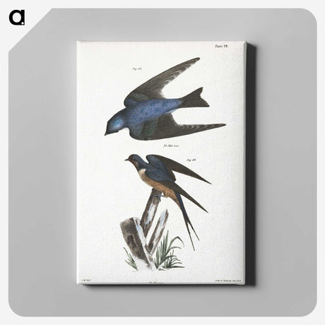 1-29_Zoology-of-New-York_canvas